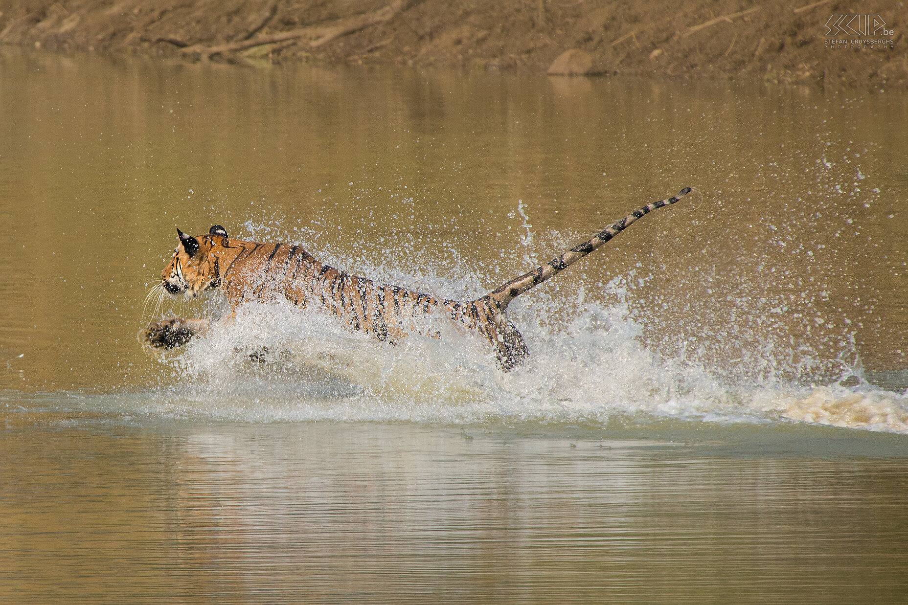 Tadoba - Tijger aanval Heel stilletjes zwom ze dichterbij in de lage waterpoel en hield ze de herten goed in te gaten zodat ze niets zouden opmerken. Elke keer als de 3 herten hun kop bogen om te drinken, zwom de tijgerin voorzichtig dichterbij. Na 5 minuten toen ze de herten op een afstand van ongeveer 12 meter had genadert, begon ze haar ultieme aanval.<br />
<br />
Toen werd ze nog gewoon P2 genoemd maar een natuurgids in Kabini vertelde me onlangs dat deze tijgerin nu Maya noemt en de koningin van Pandharpauni is. Ze had 2 welpen in 2013 en 3 in 2015. Stefan Cruysberghs